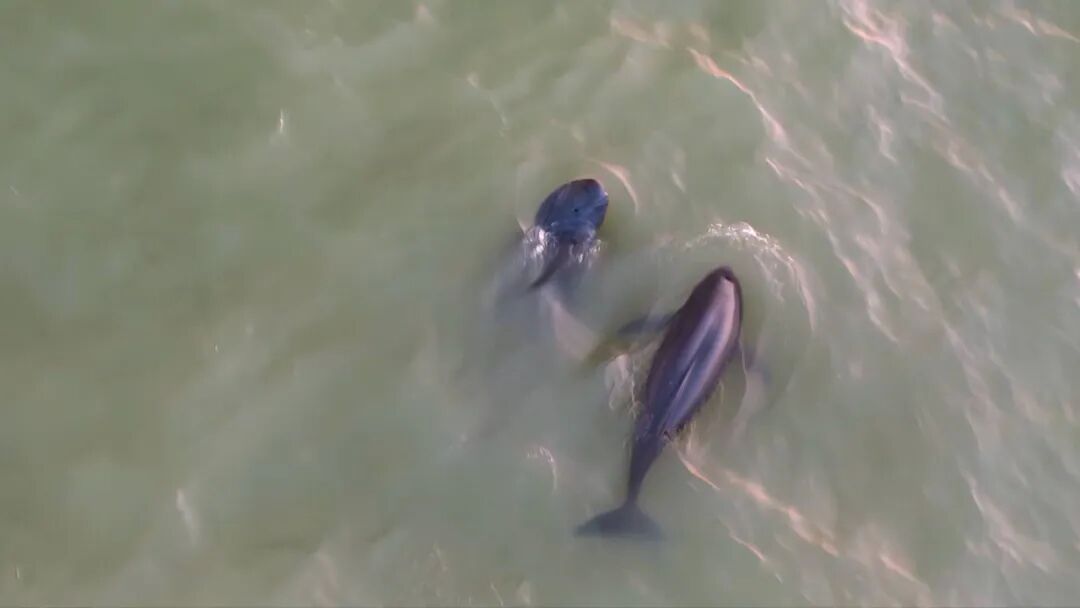 创今冬记录！南通滨江公园，罕见一幕