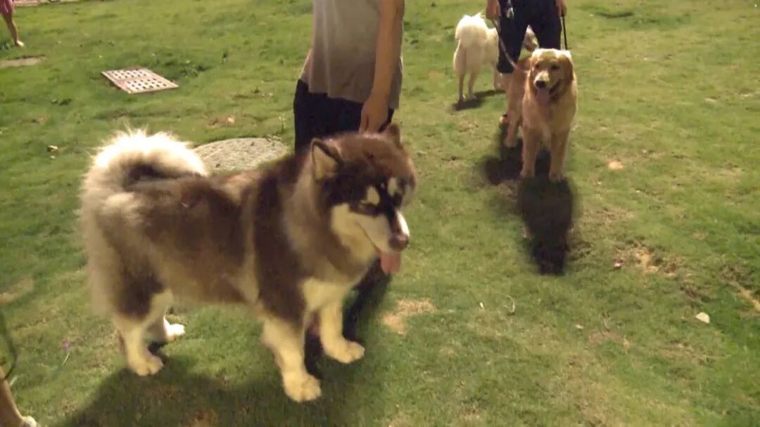 1月1日起,此类行为最高可拘留10日!