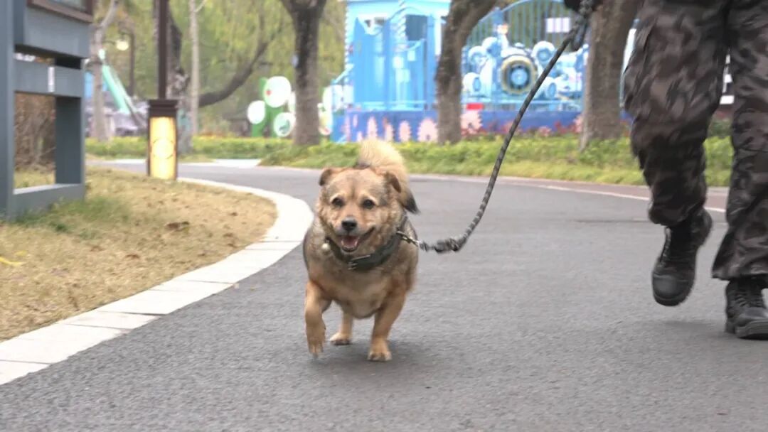 1月1日起,此类行为最高可拘留10日!