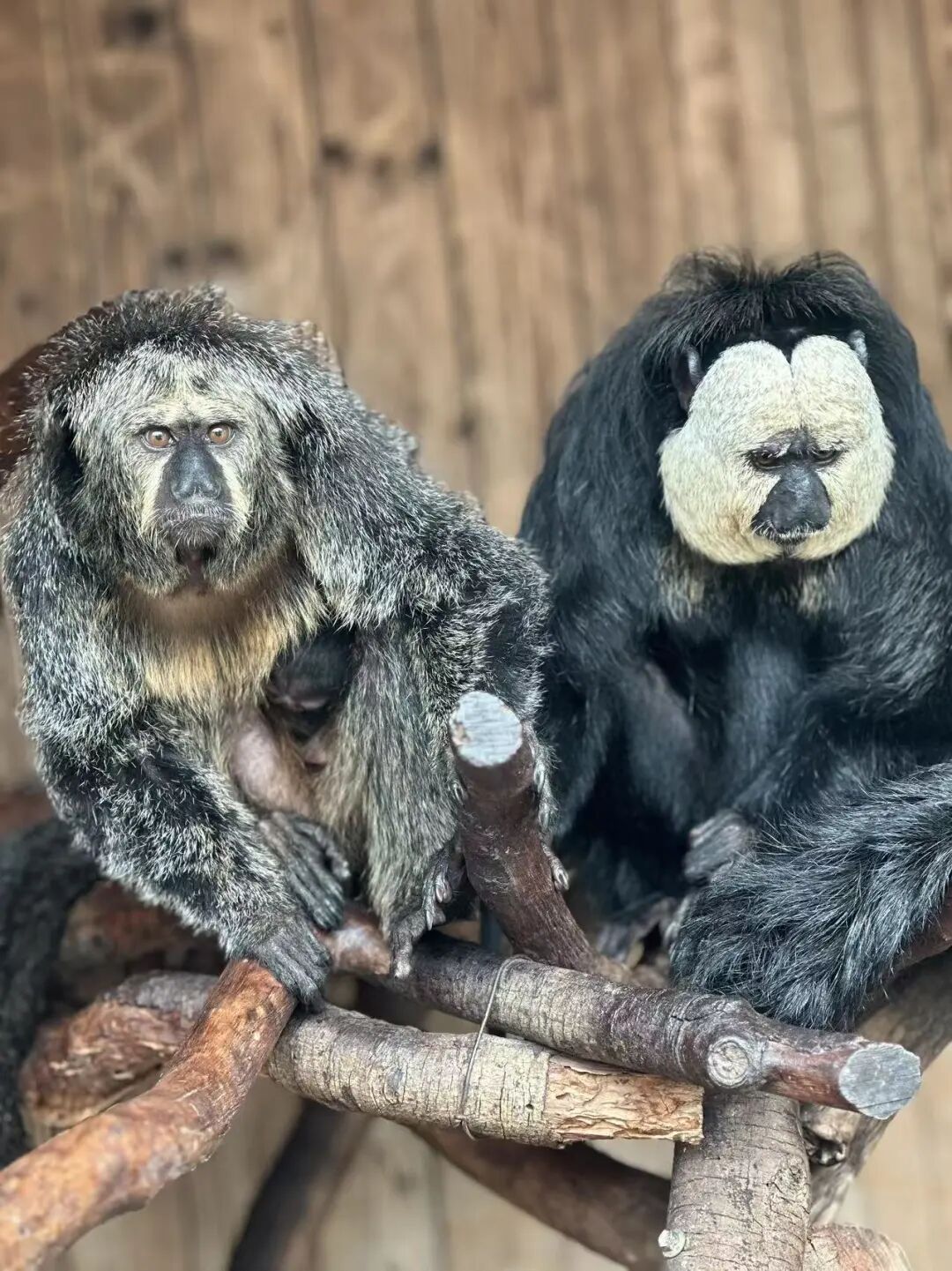 新年“第一喜”！他们诞下“元旦宝宝”