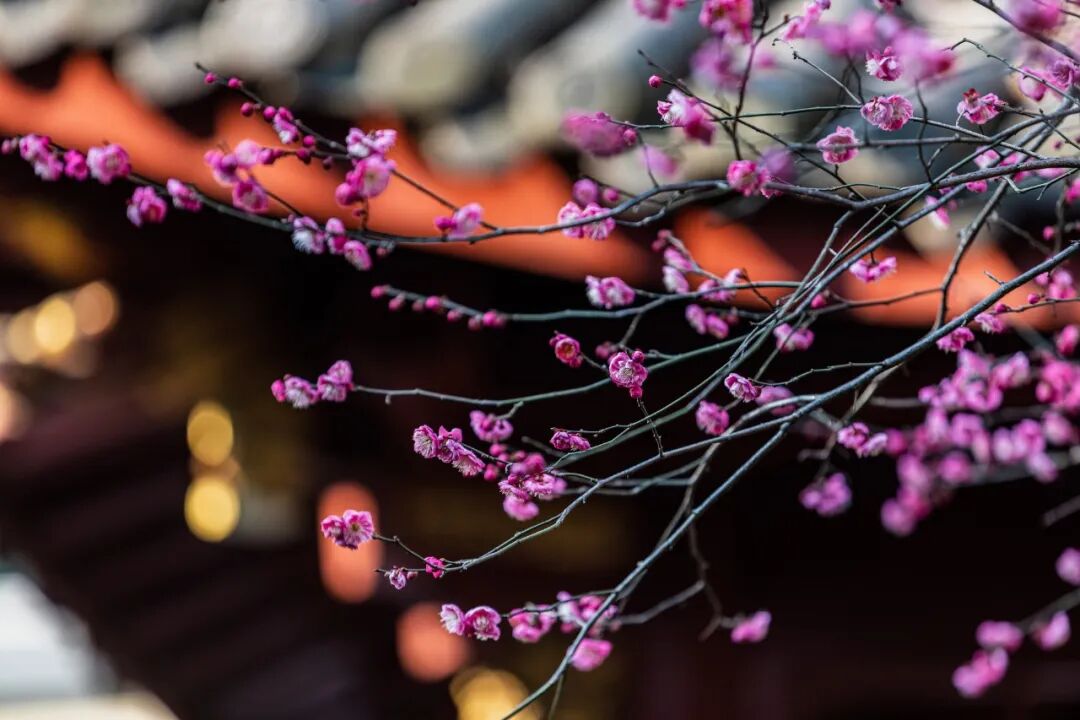 好消息！江苏省内13城免费游玩！景区名单+预约方式！