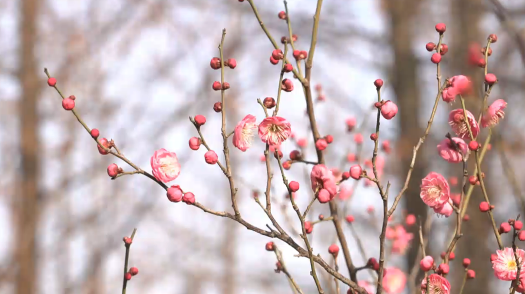 南通冬日“顶流”回归！
