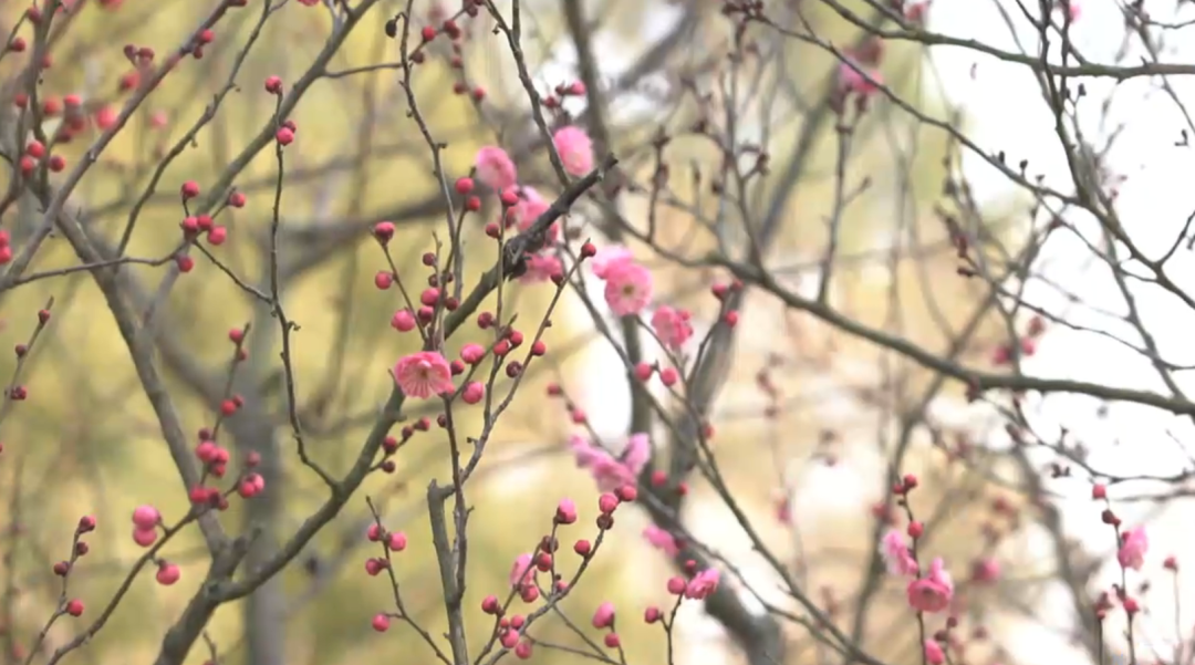 南通冬日“顶流”回归！