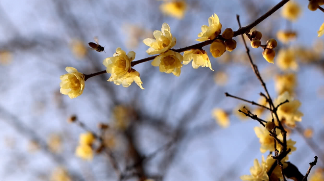 南通冬日“顶流”回归！