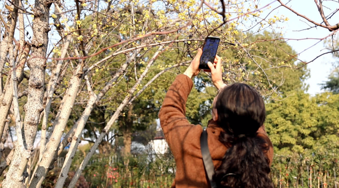 南通冬日“顶流”回归！