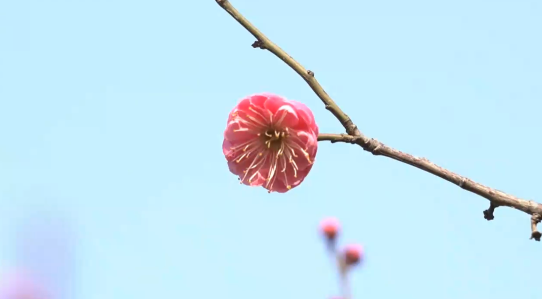 南通冬日“顶流”回归！