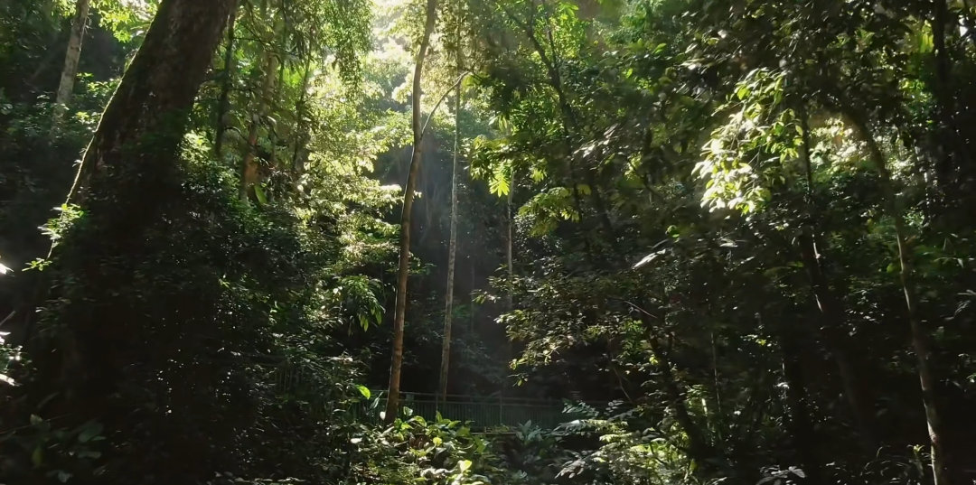 雨林徒步、喂大象...带娃来西双版纳探险啦~