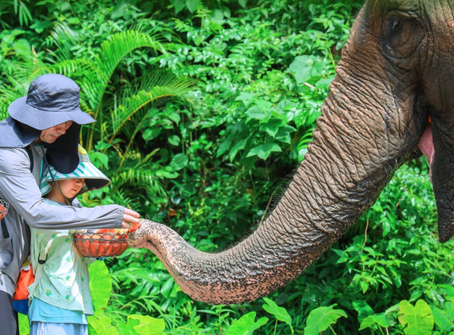 雨林徒步、喂大象...带娃来西双版纳探险啦~