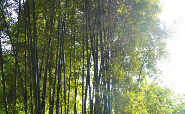 雨林徒步、喂大象...带娃来西双版纳探险啦~
