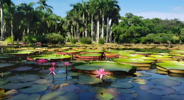 雨林徒步、喂大象...带娃来西双版纳探险啦~