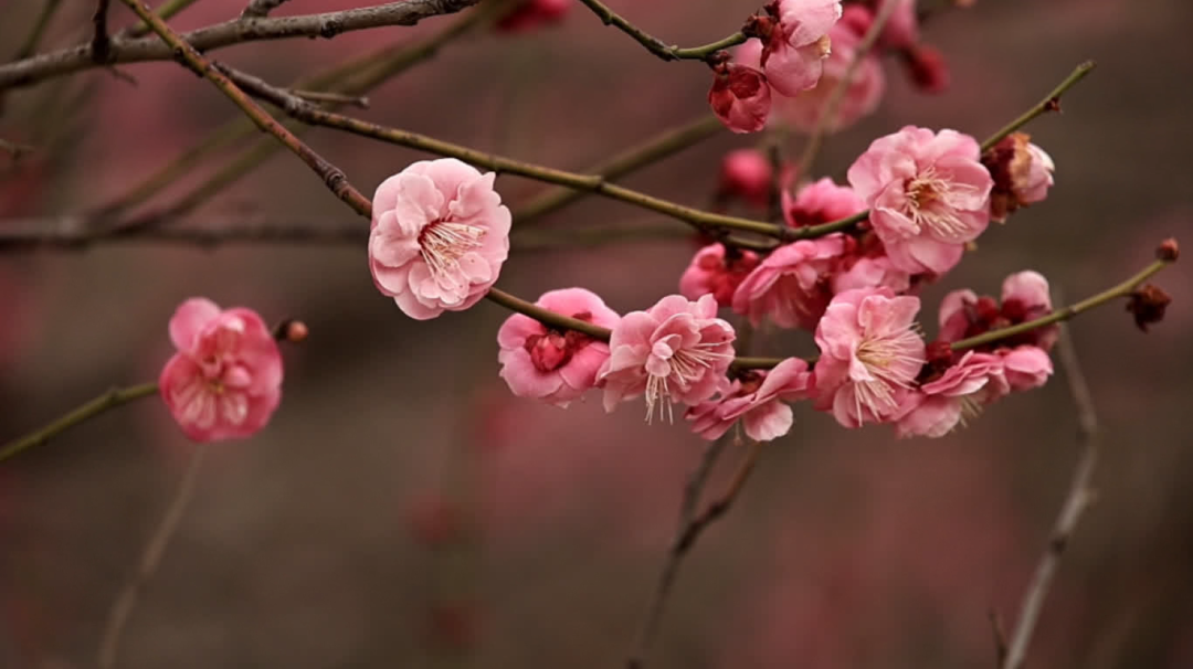 罕见同框！最近不少南通人拍到浪漫一幕