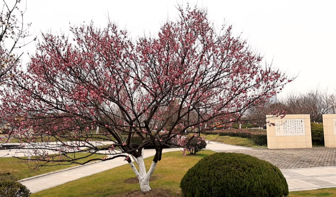 罕见同框！最近不少南通人拍到浪漫一幕