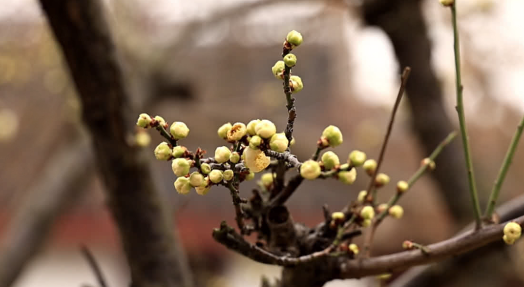 罕见同框！最近不少南通人拍到浪漫一幕