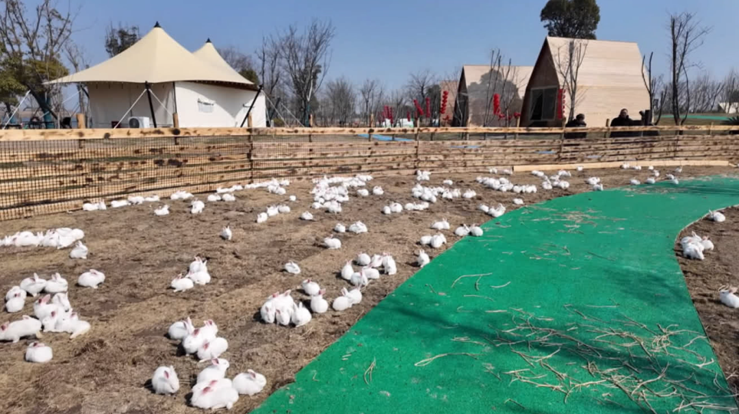 春节“微度假”，南通这些地方超火！