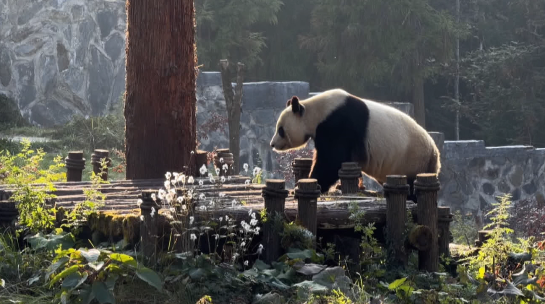 六天春假在即，旅游市场升温！