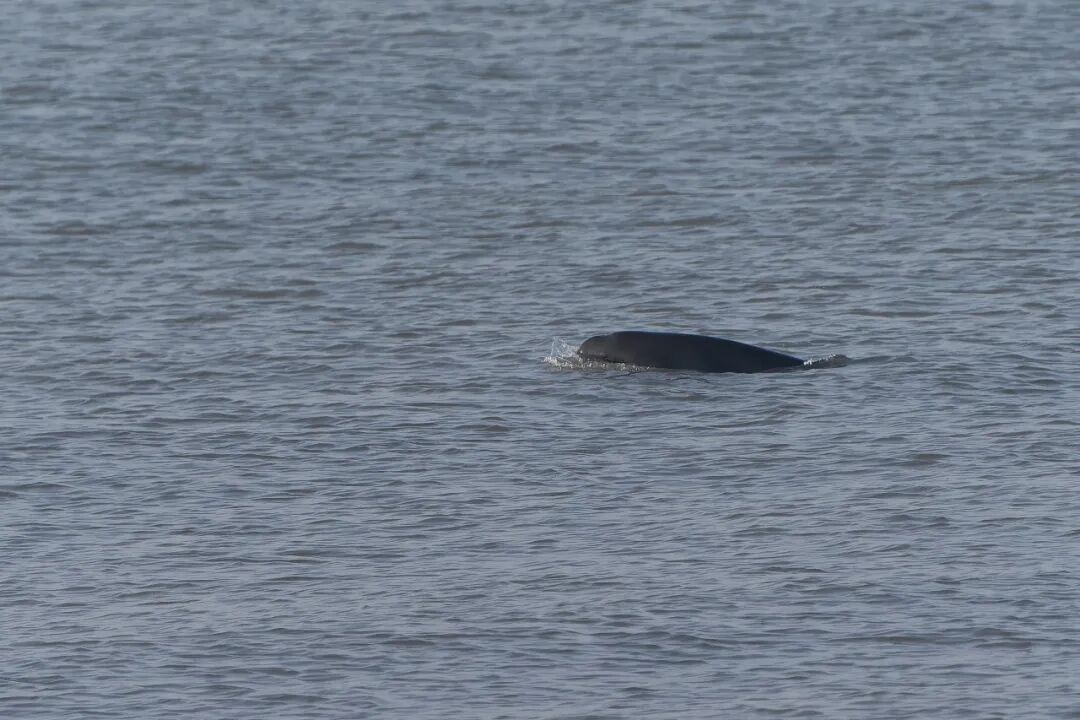南通不少人拍到啦！进入活跃期