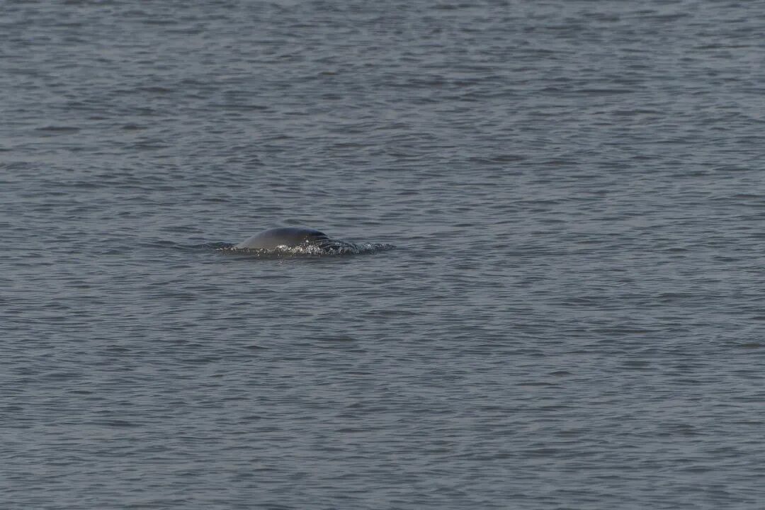 南通不少人拍到啦！进入活跃期