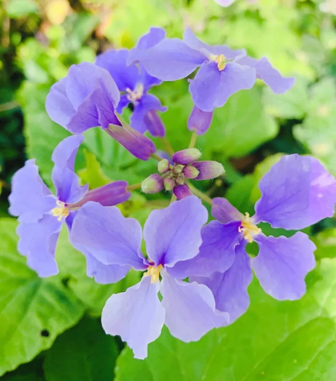 免票！南通多景区推出春假优惠