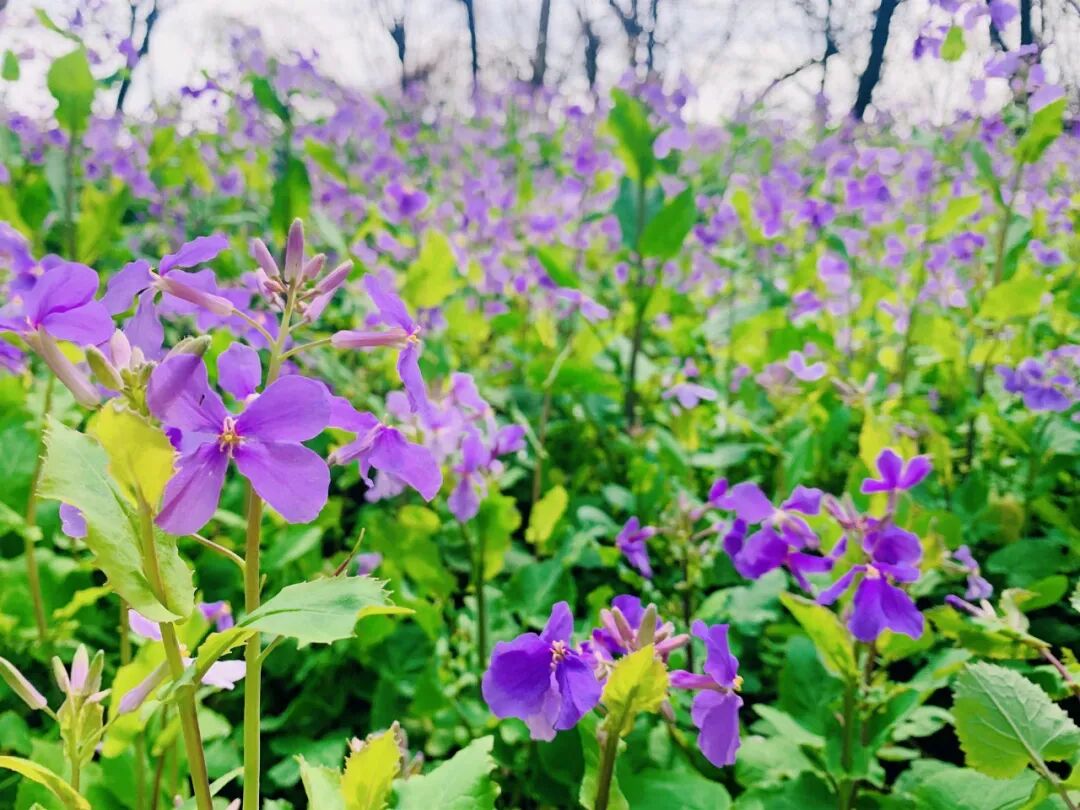 免票！南通多景区推出春假优惠