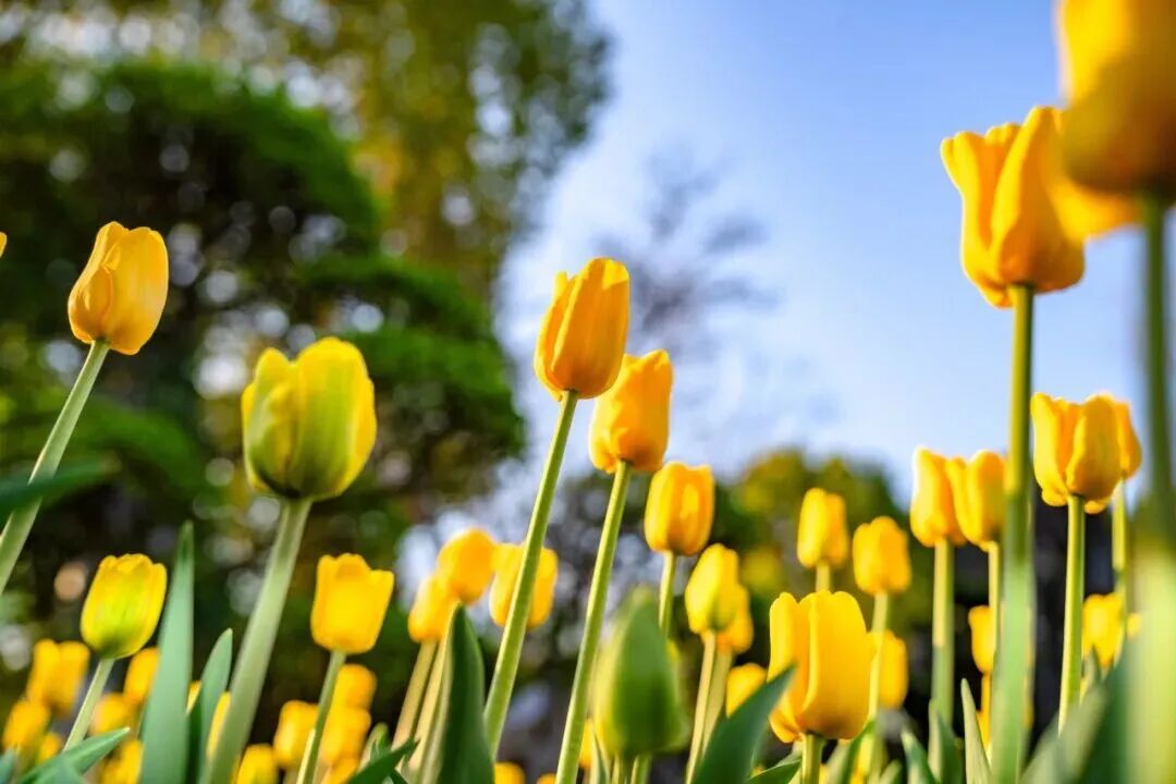 免票！南通多景区推出春假优惠