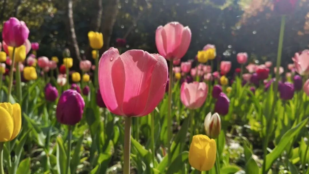 免票！南通多景区推出春假优惠